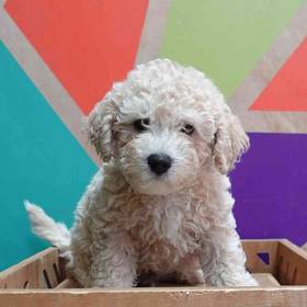 BichonPoo