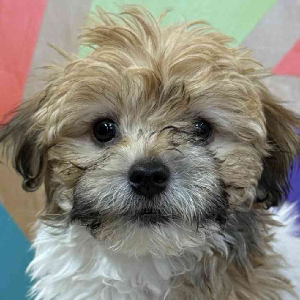 carousel pet images