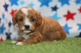 Cavapoo