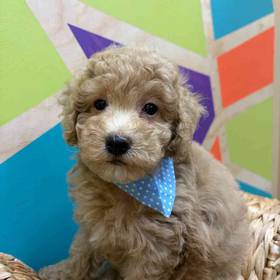 Mini Poodle