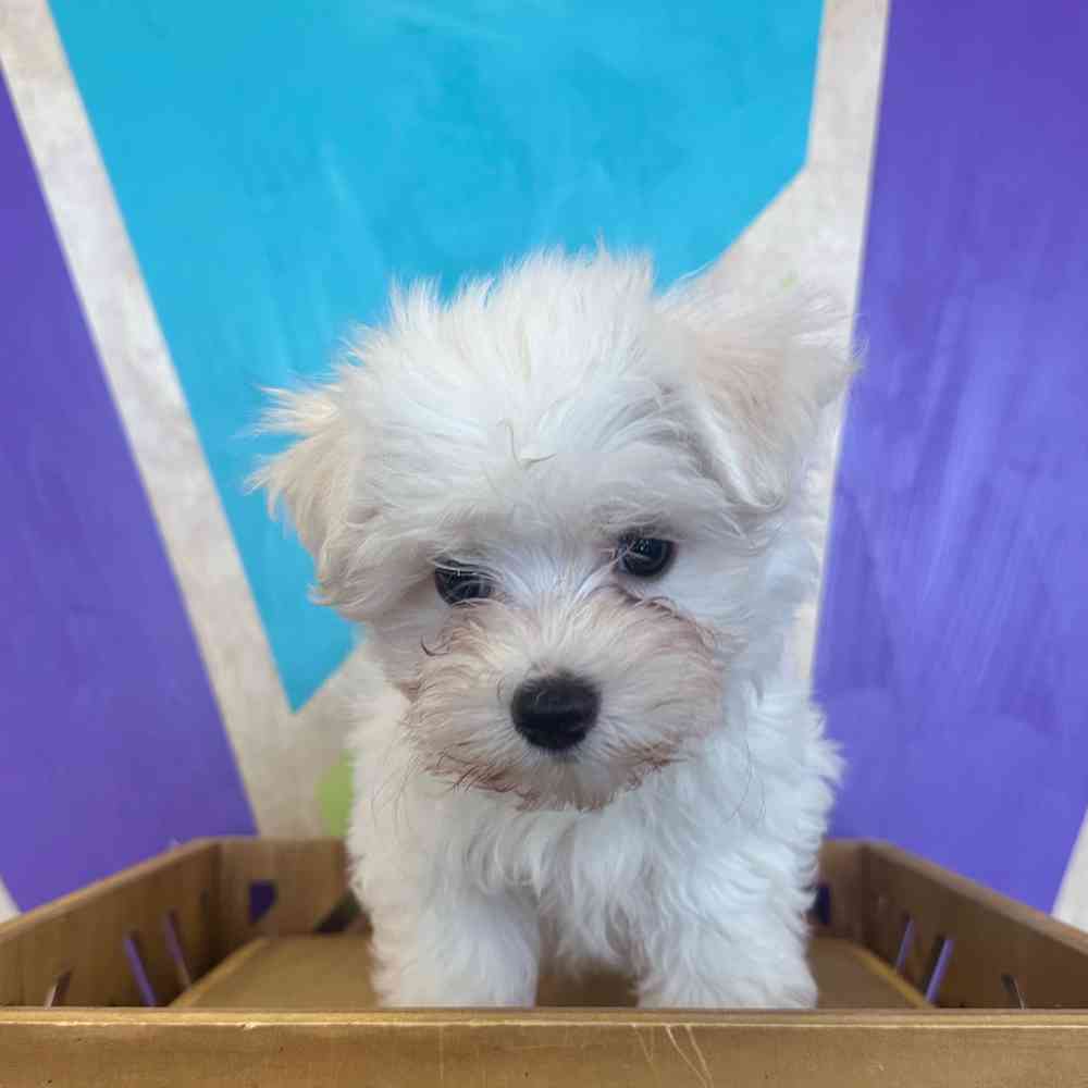 pet breed image