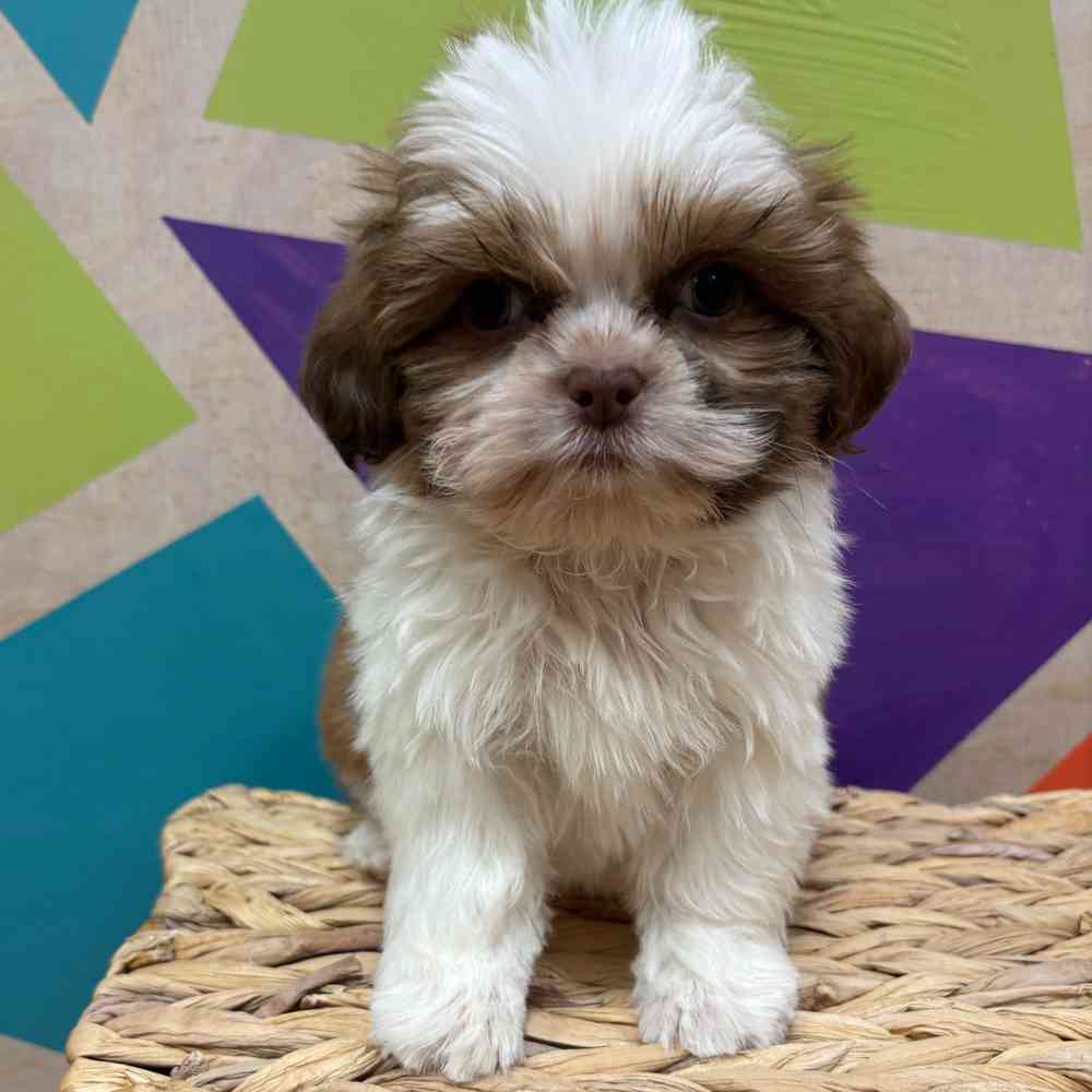 carousel pet images