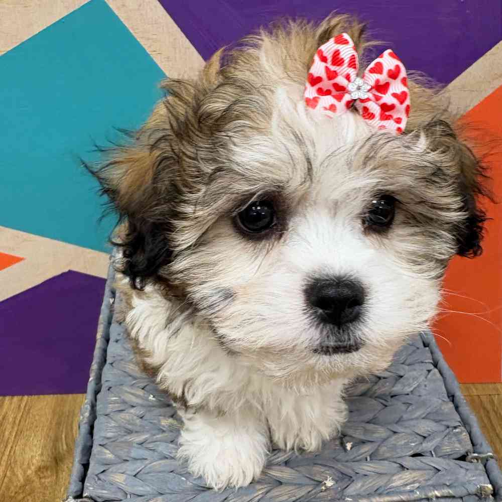 carousel pet images