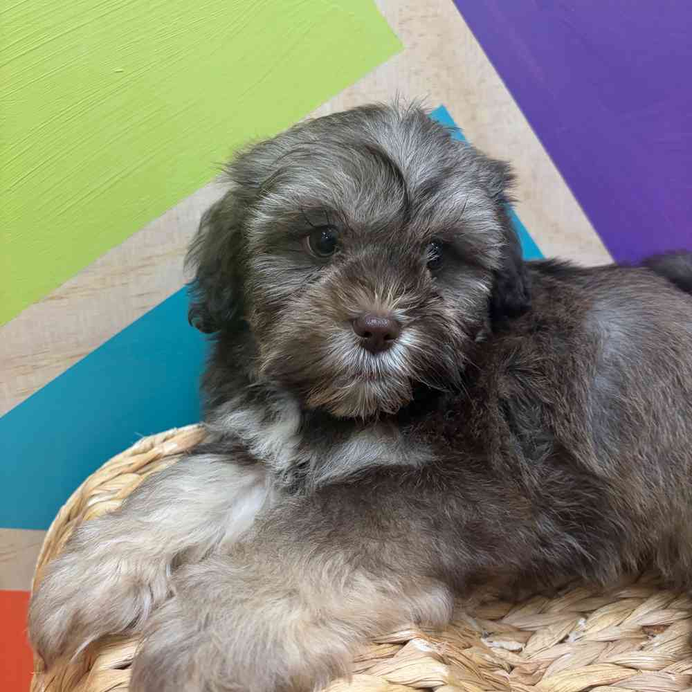 carousel pet images
