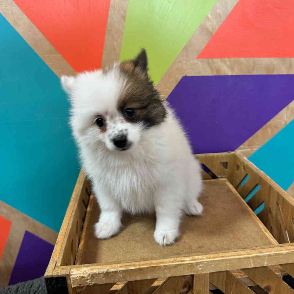 carousel pet images