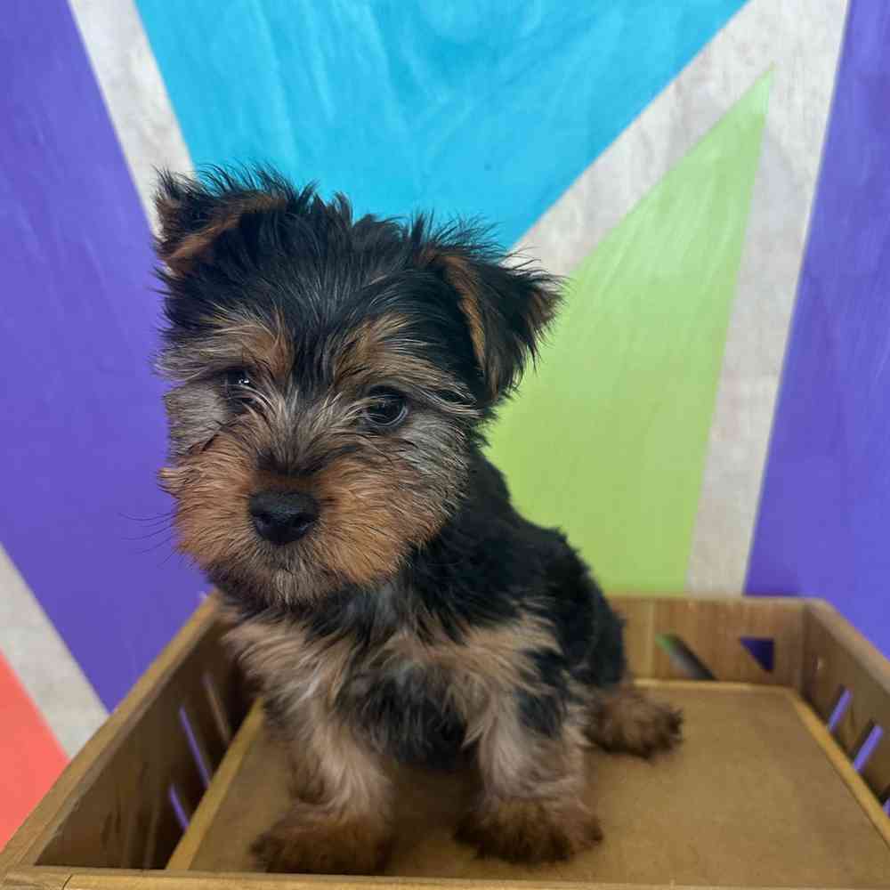 Image of a pet breed in the gallery