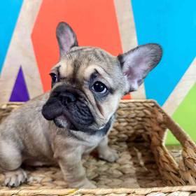 French Bulldog