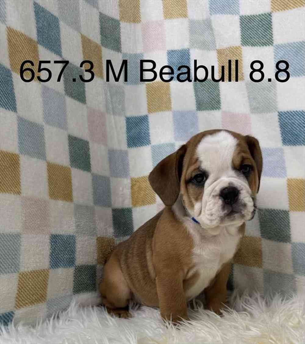 carousel pet images