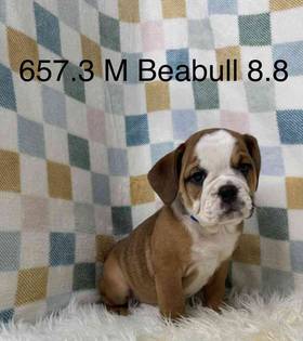 Mini Bulldog