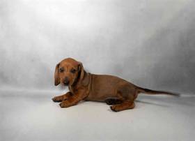 Dachshund