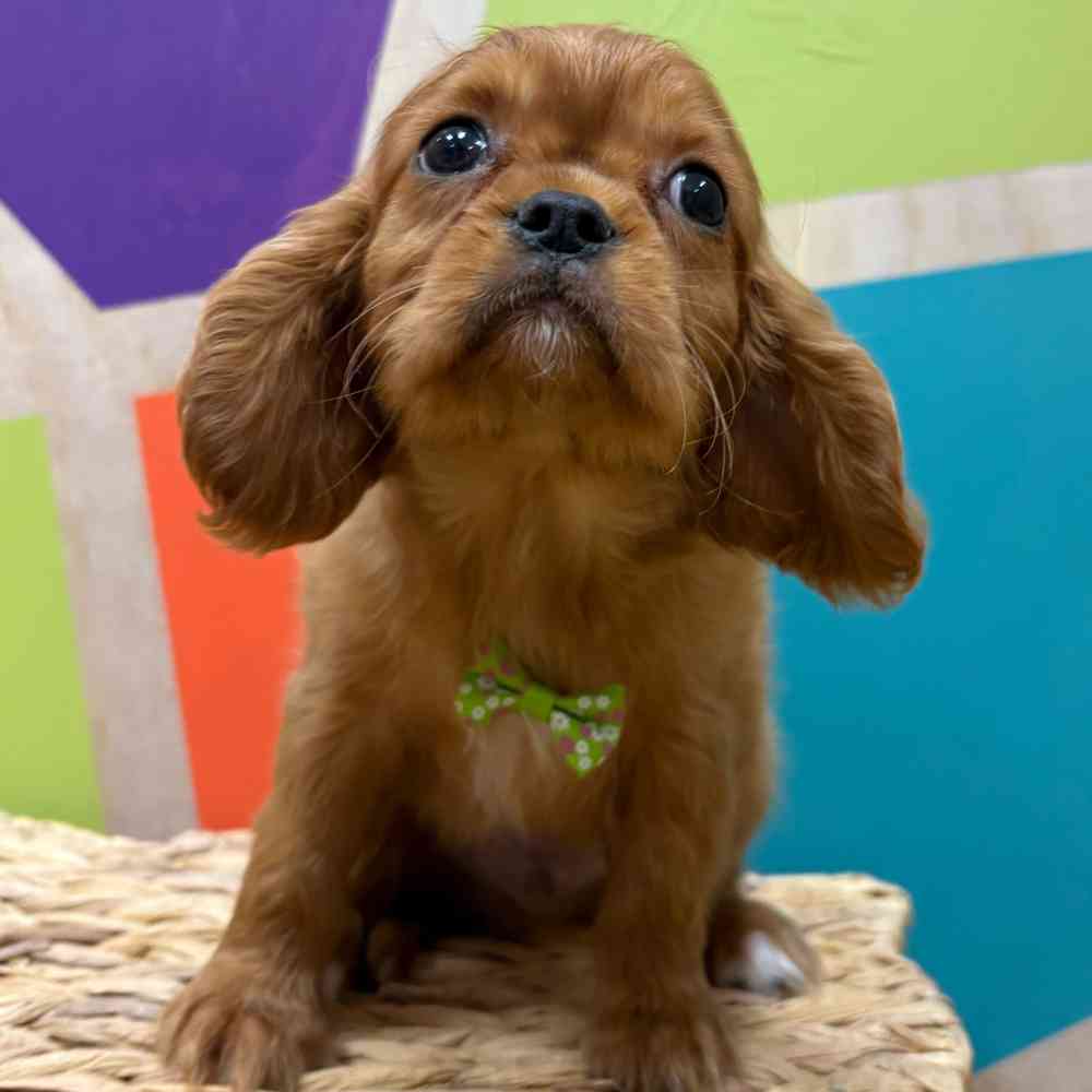carousel pet images