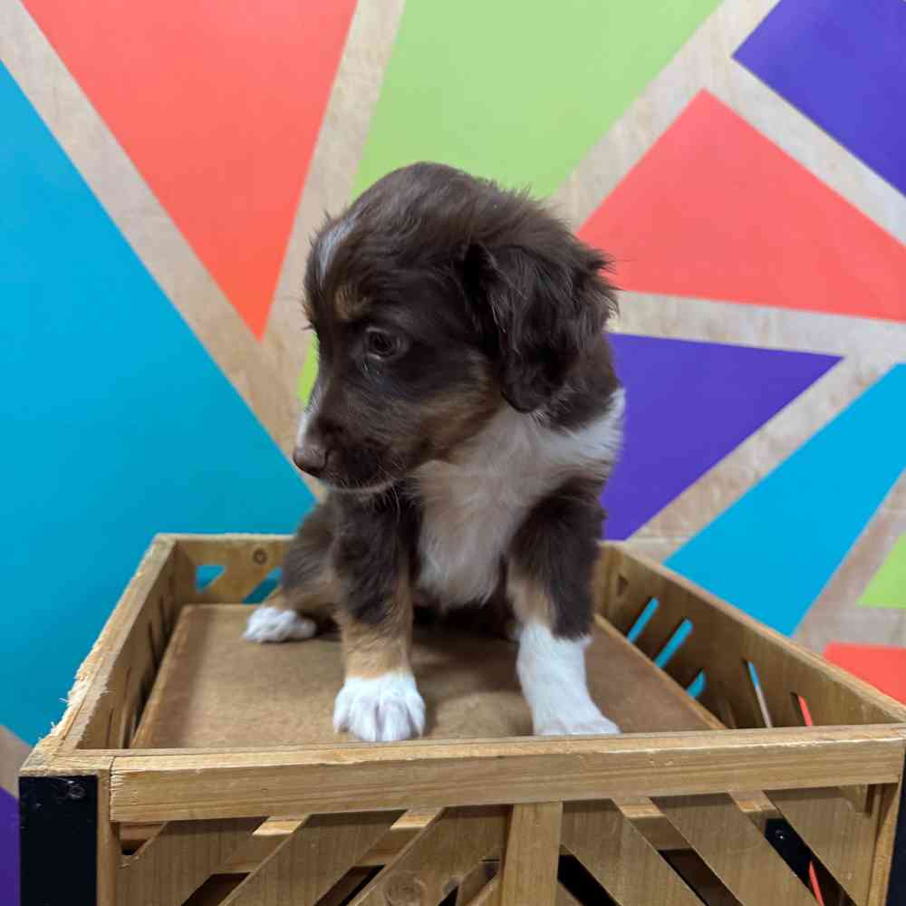 carousel pet images