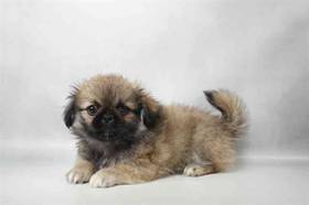 Pekingese