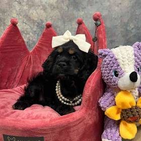 Cocker Spaniel