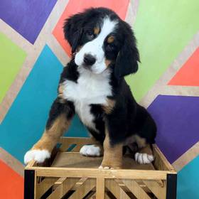Bernese Mountain Dog