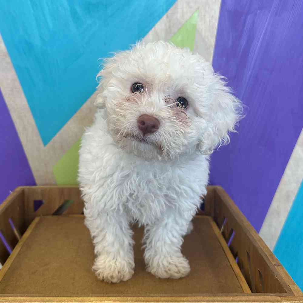 Image of a pet breed in the gallery
