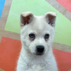 Alaskan Klee Kai