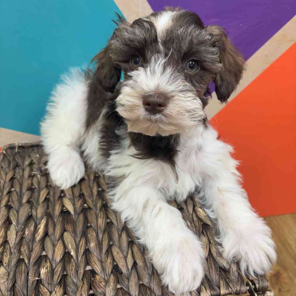 carousel pet images