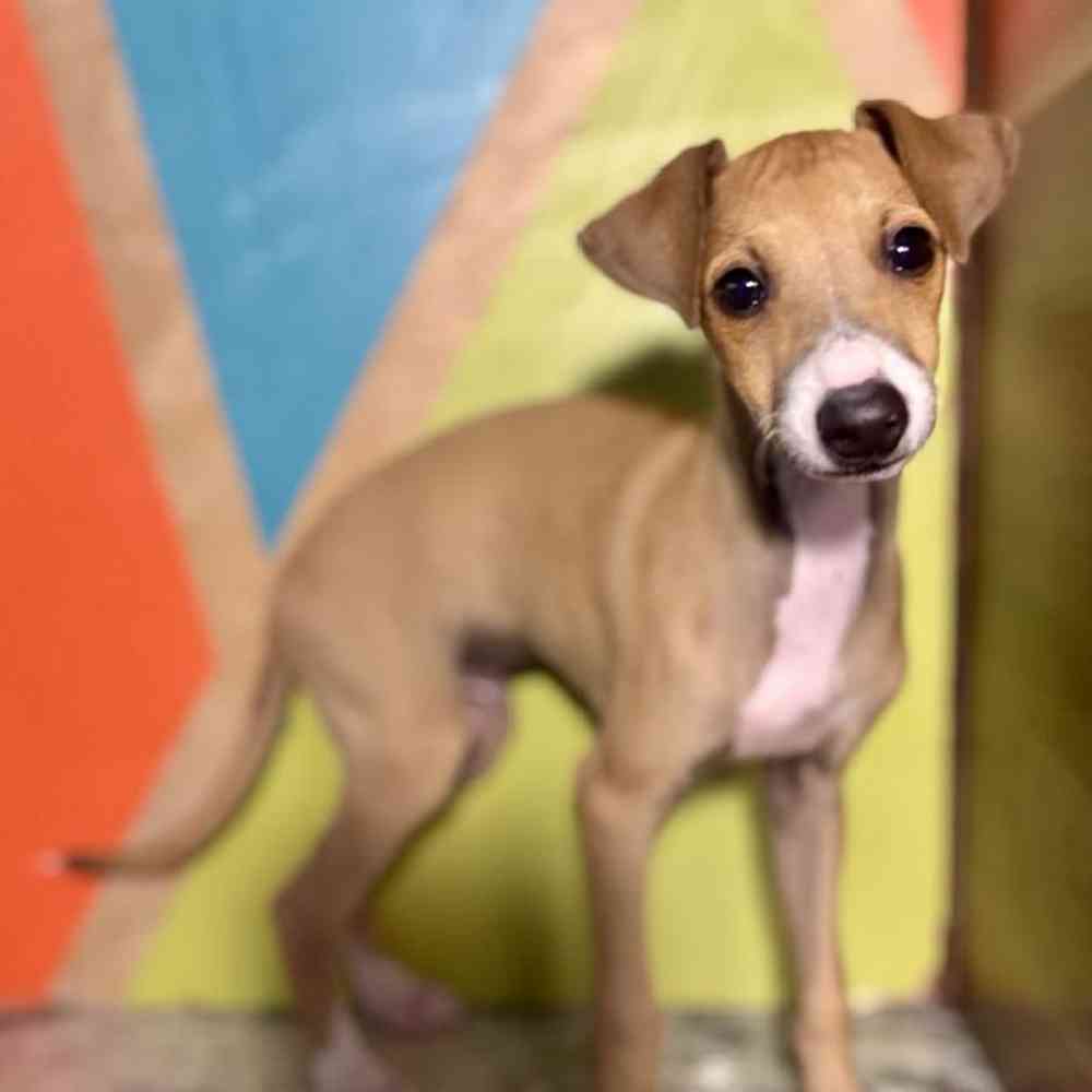 Image of a pet breed in the gallery