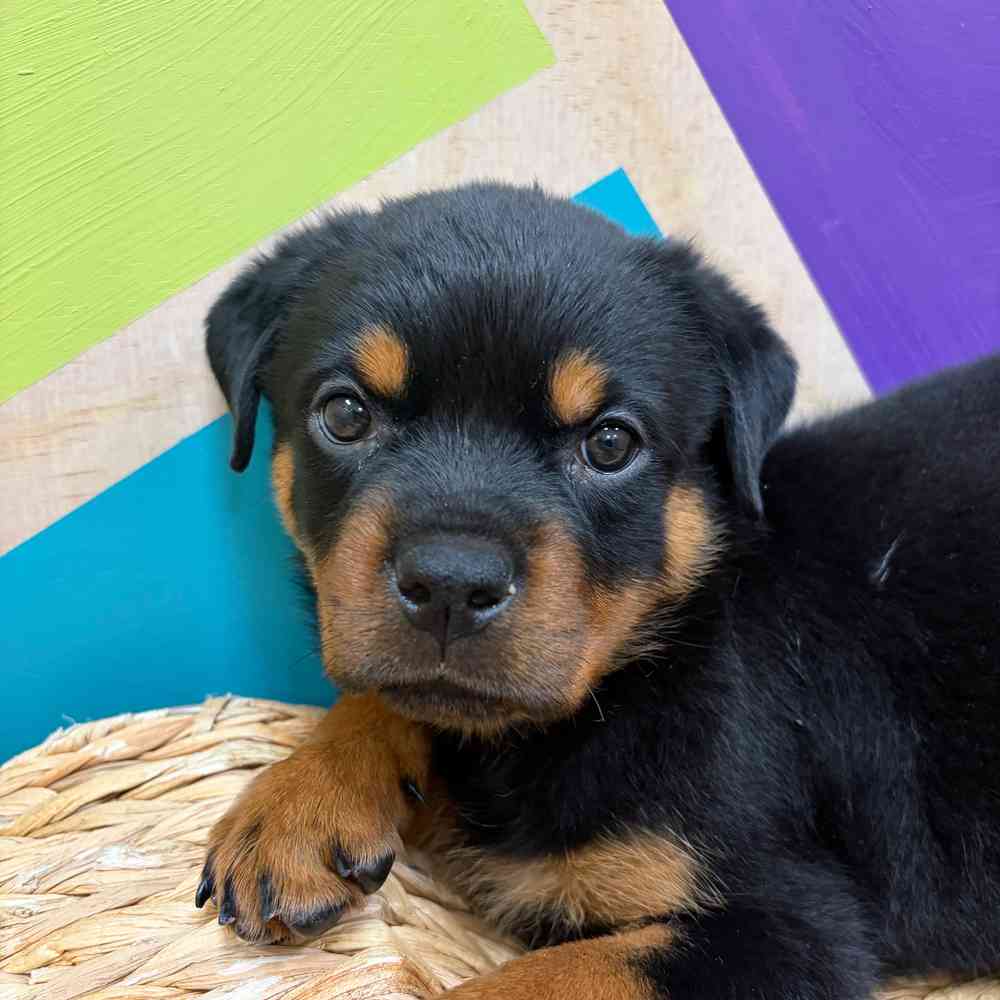pet breed image