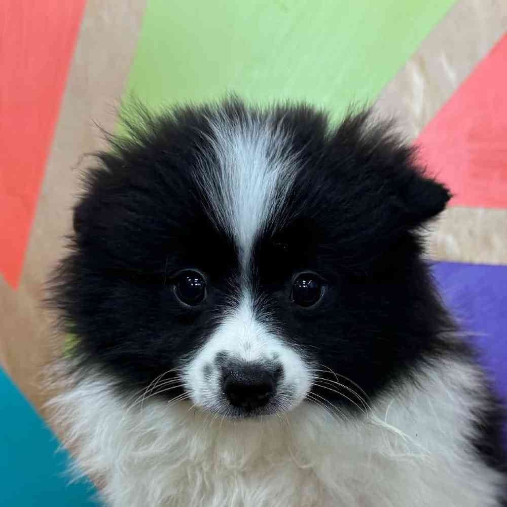 carousel pet images
