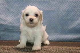 Maltipoo