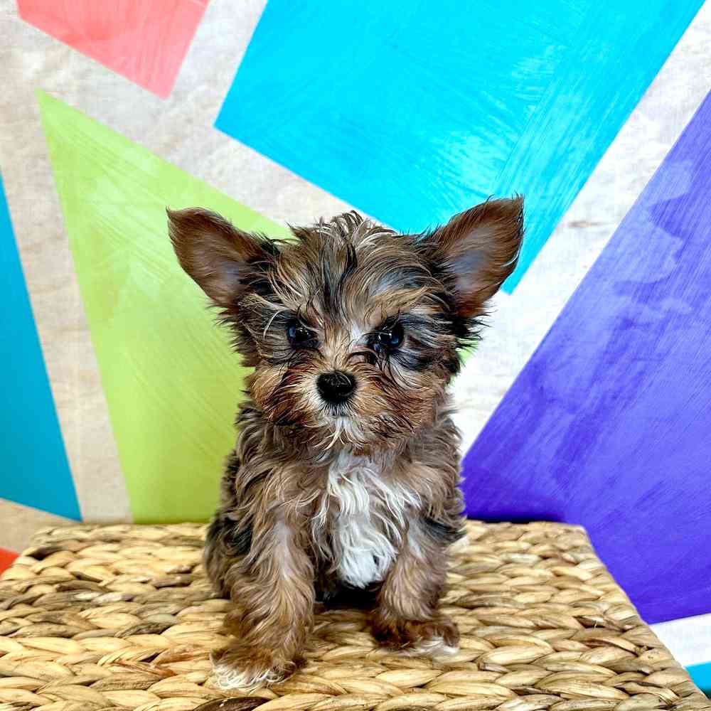 pet breed image
