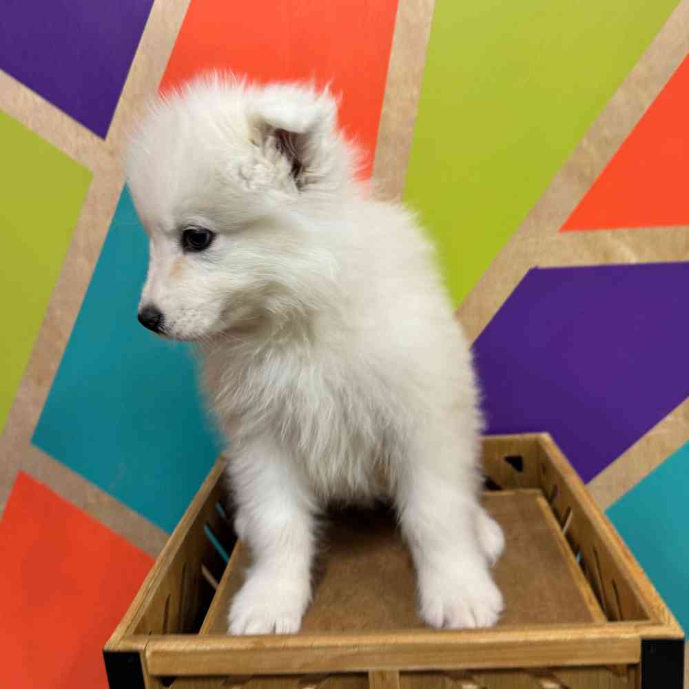 carousel pet images
