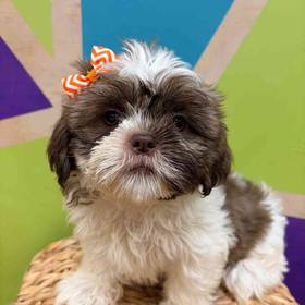 Shih Tzu