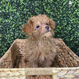 Mini Poodle