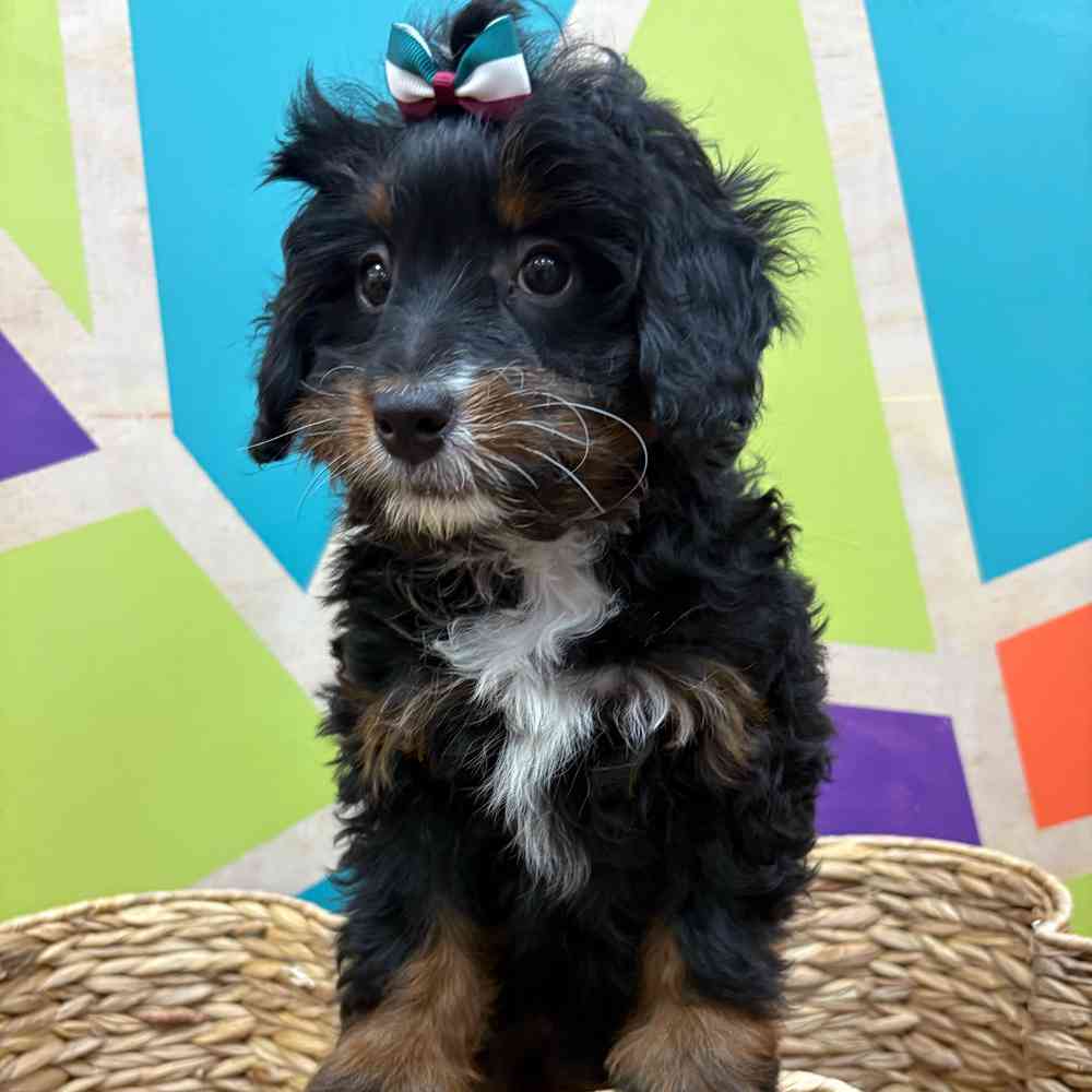 carousel pet images