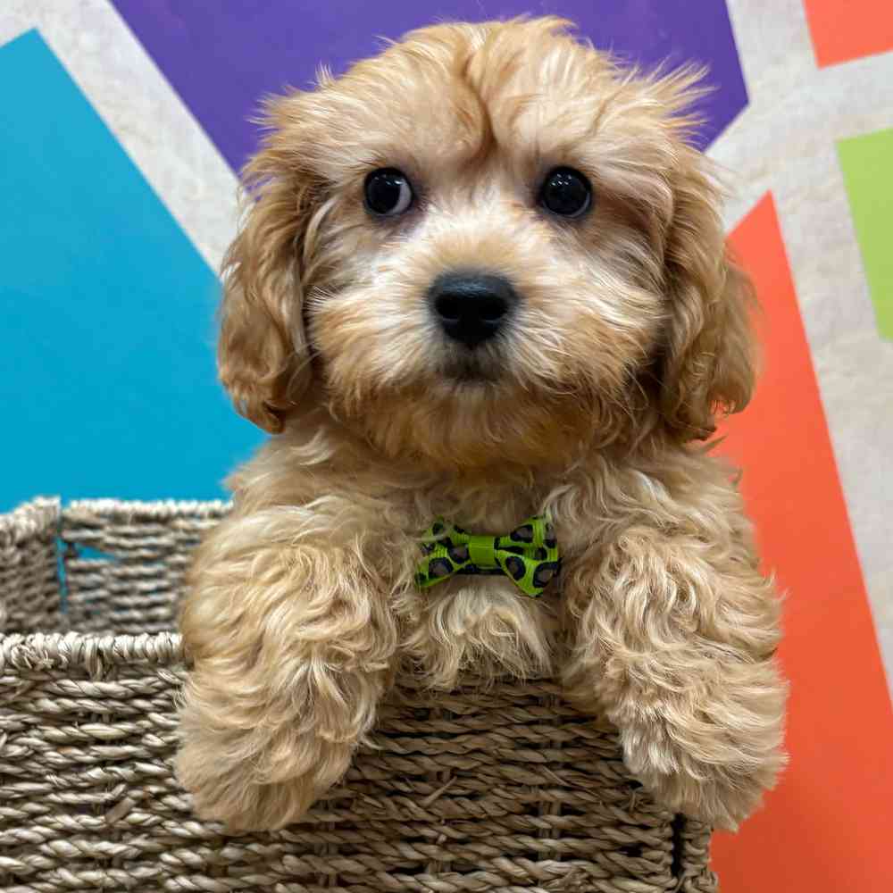 carousel pet images