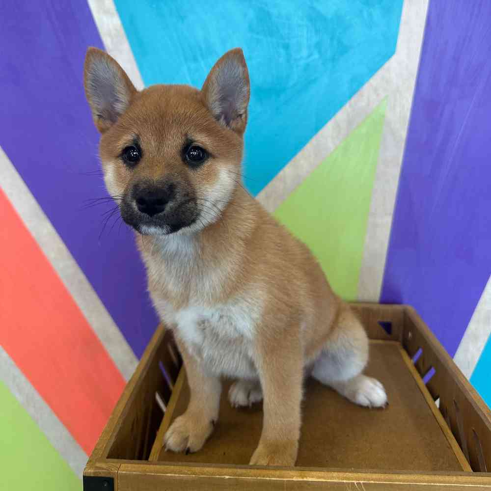 carousel pet images