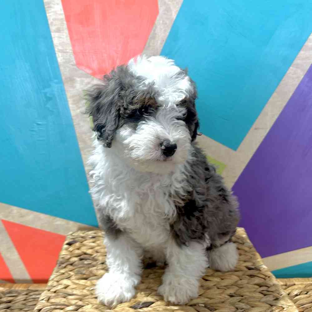 pet breed image