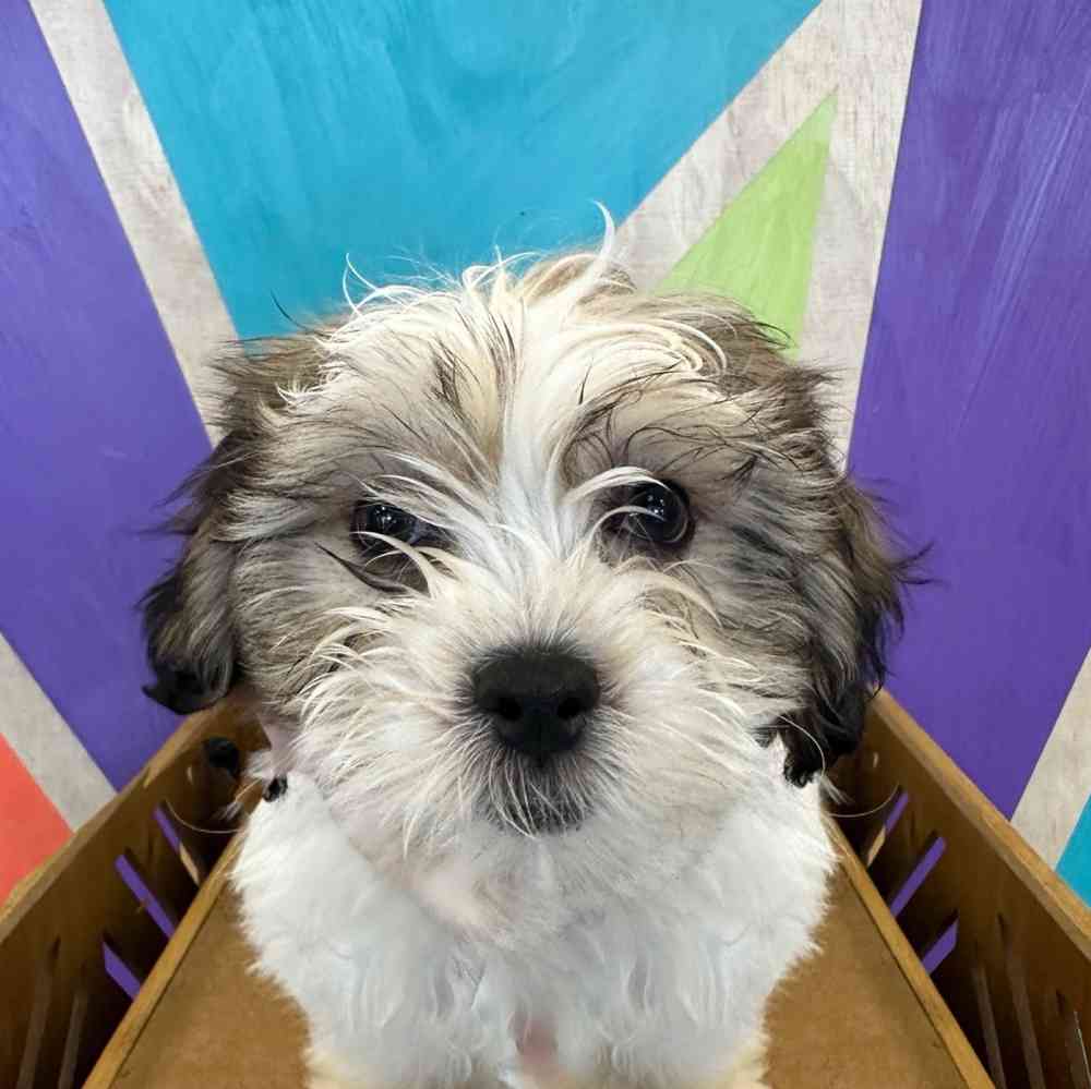 carousel pet images