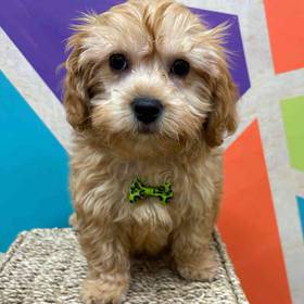 Cavapoo