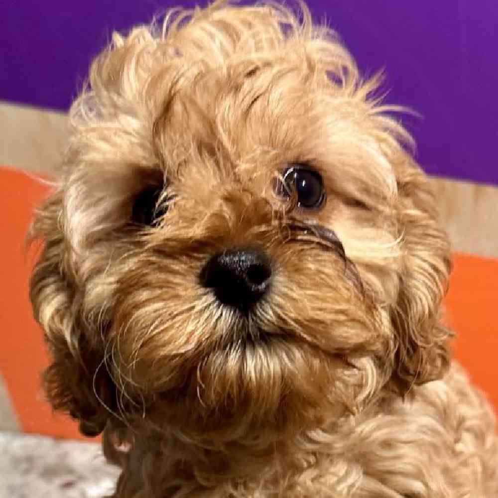 carousel pet images