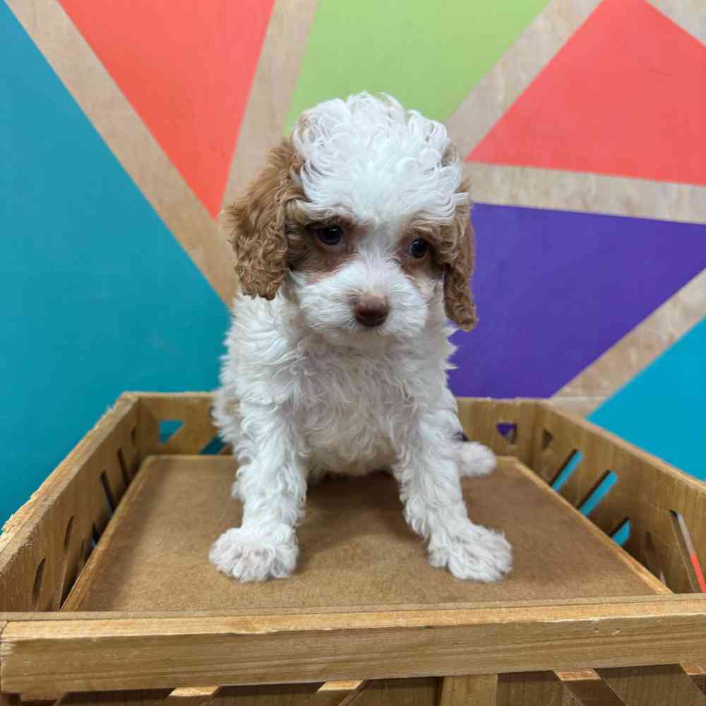carousel pet images