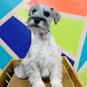 Mini Schnauzer