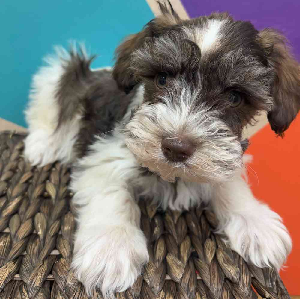 carousel pet images
