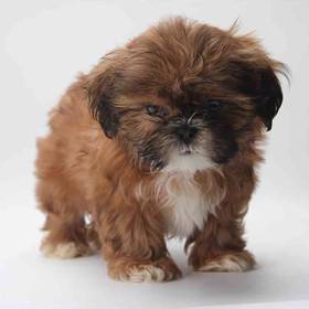 Shih Tzu