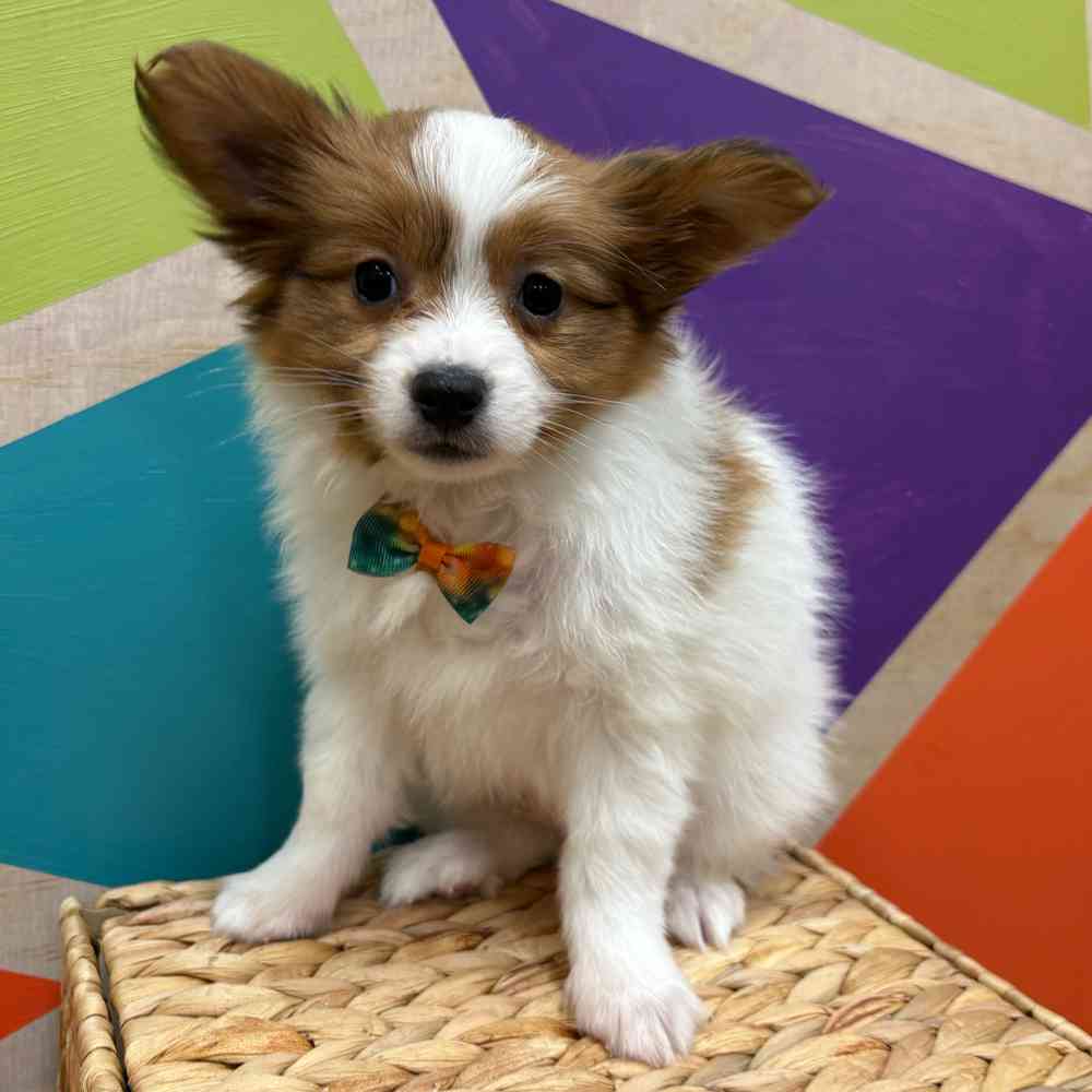 carousel pet images