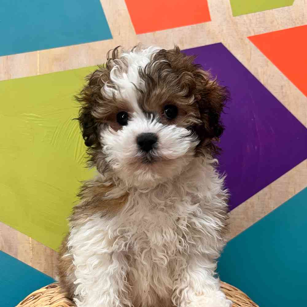 Male Lhasa-Poo Puppy for sale | Petland Wichita West