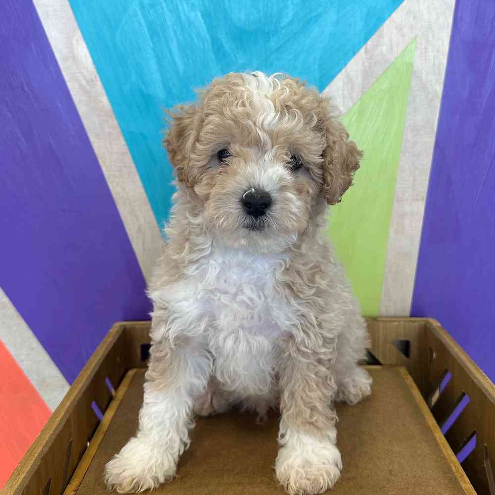 Image of a pet breed in the gallery