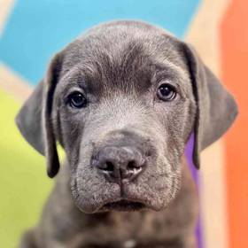 Cane Corso