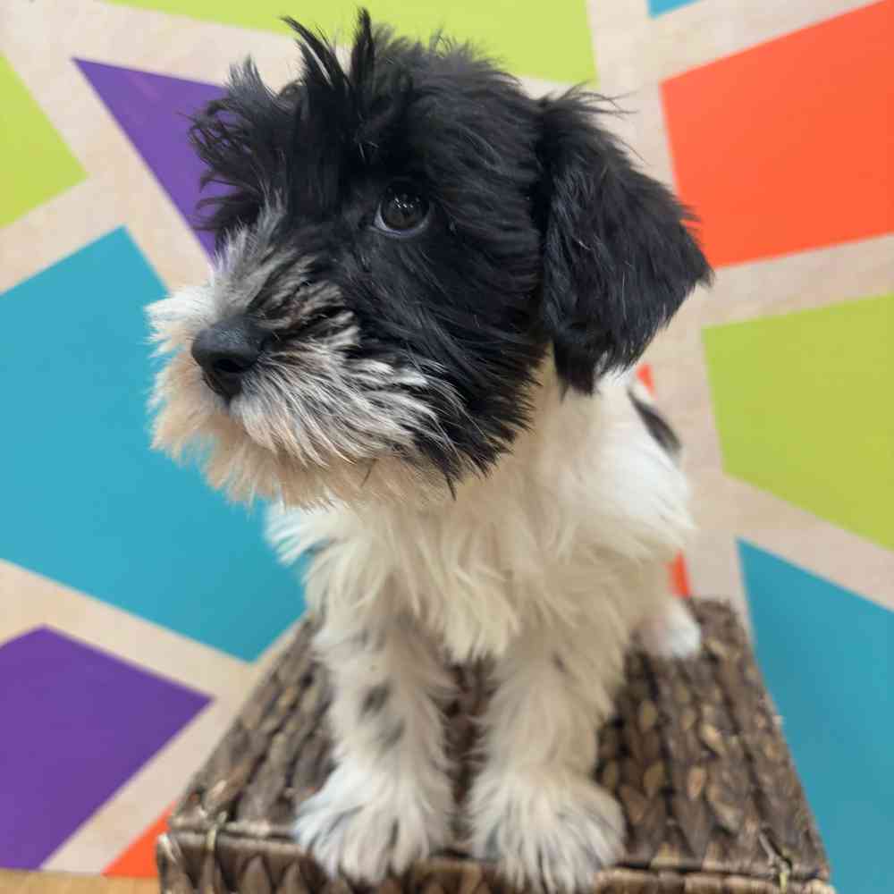 carousel pet images