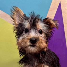 Silky Terrier