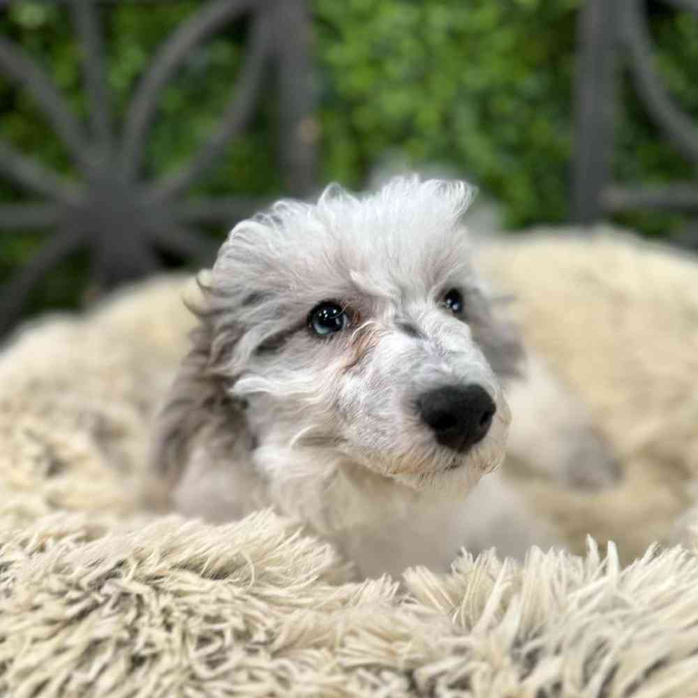 Home to Petland Joplin, MO