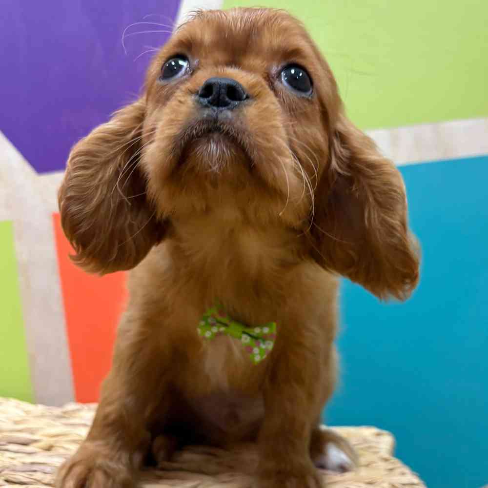 carousel pet images