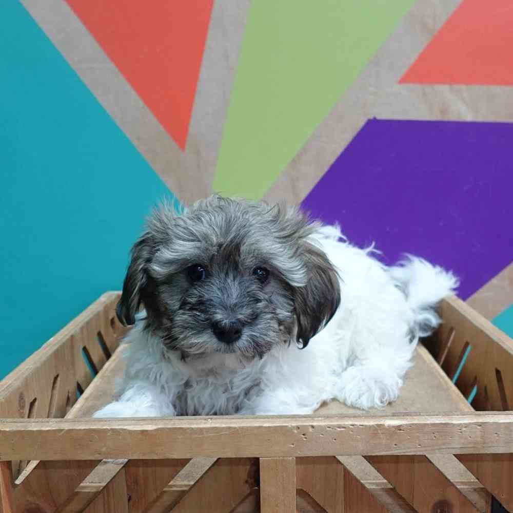 carousel pet images